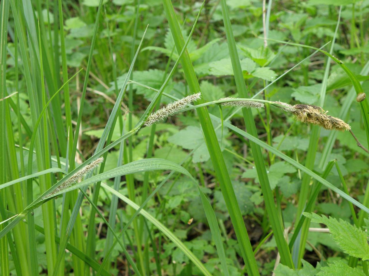 Carex acutiformis Ehrh., Eastern Europe, Central region (E4) (Russia)