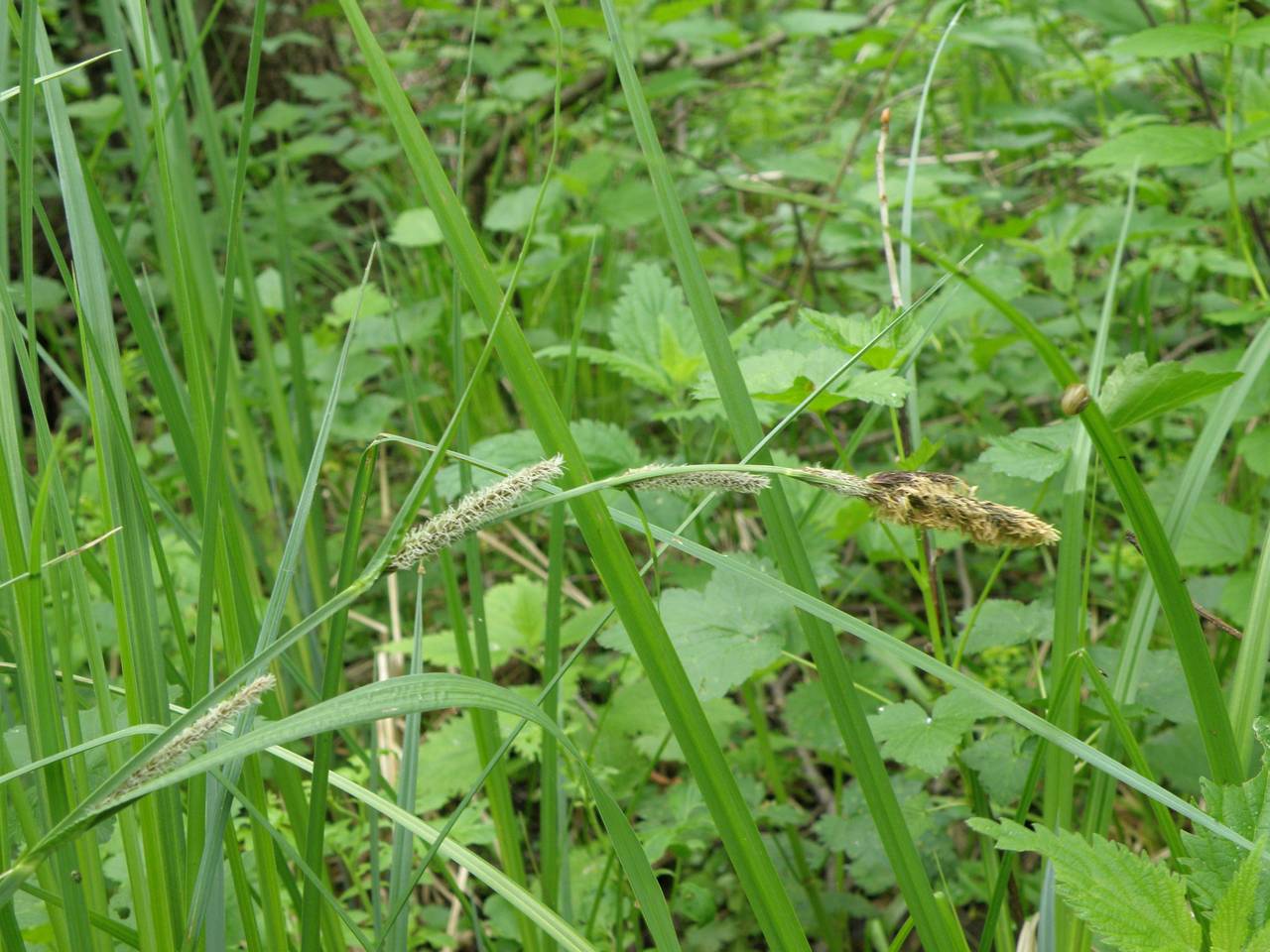 Carex acutiformis Ehrh., Eastern Europe, Central region (E4) (Russia)