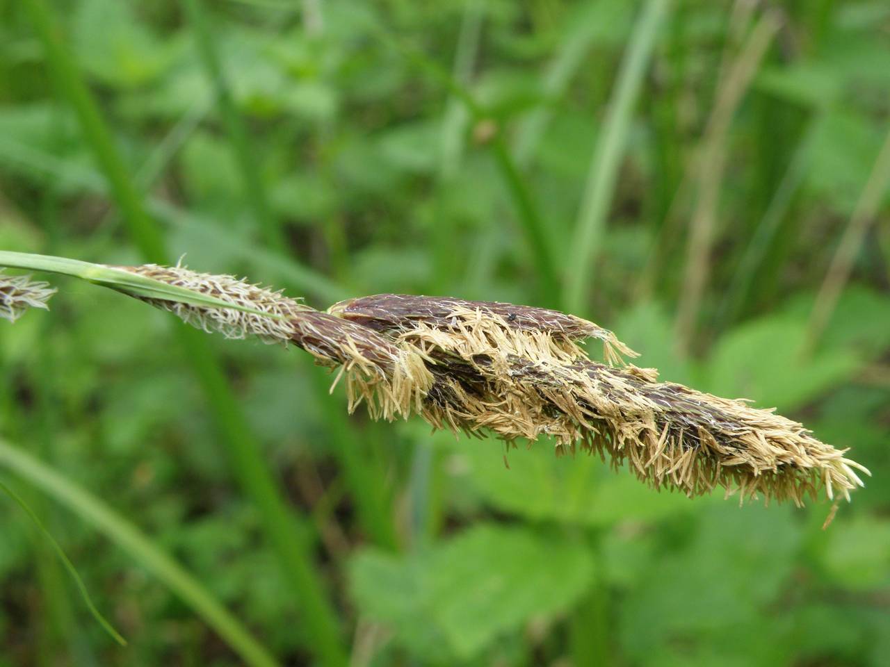 Carex acutiformis Ehrh., Eastern Europe, Central region (E4) (Russia)