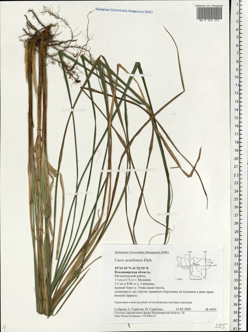 Carex acutiformis Ehrh., Eastern Europe, Central region (E4) (Russia)