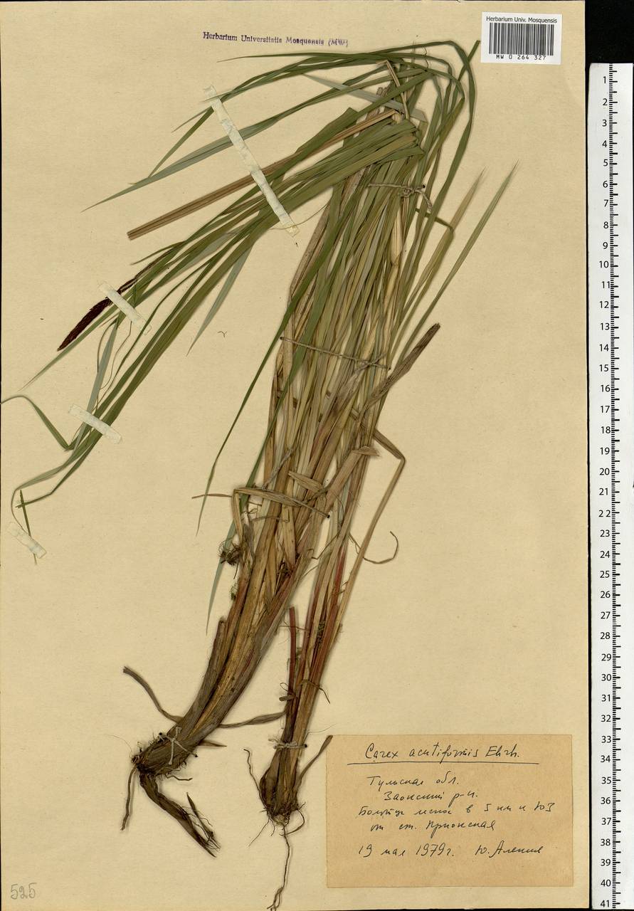 Carex acutiformis Ehrh., Eastern Europe, Central region (E4) (Russia)