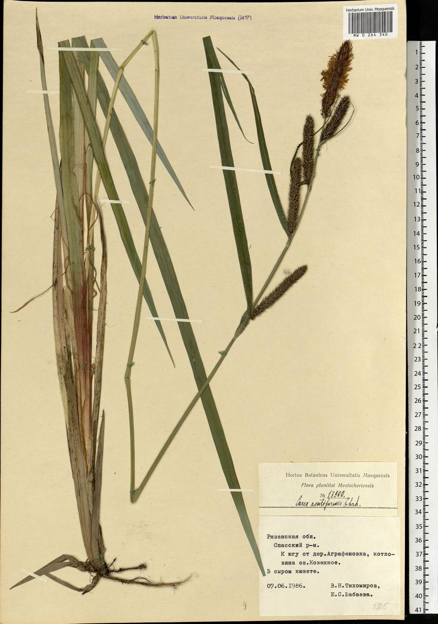 Carex acutiformis Ehrh., Eastern Europe, Central region (E4) (Russia)
