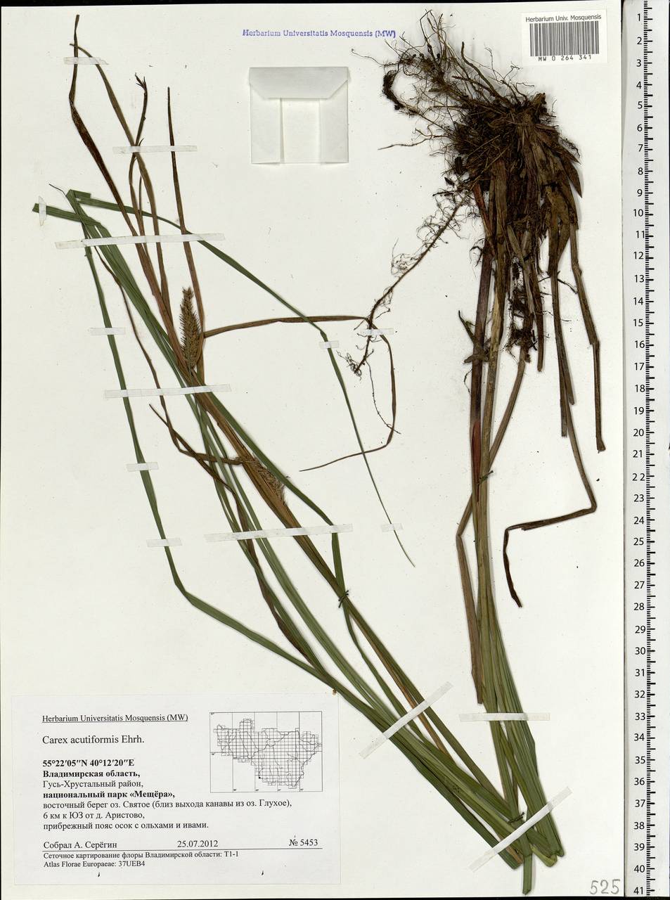 Carex acutiformis Ehrh., Eastern Europe, Central region (E4) (Russia)