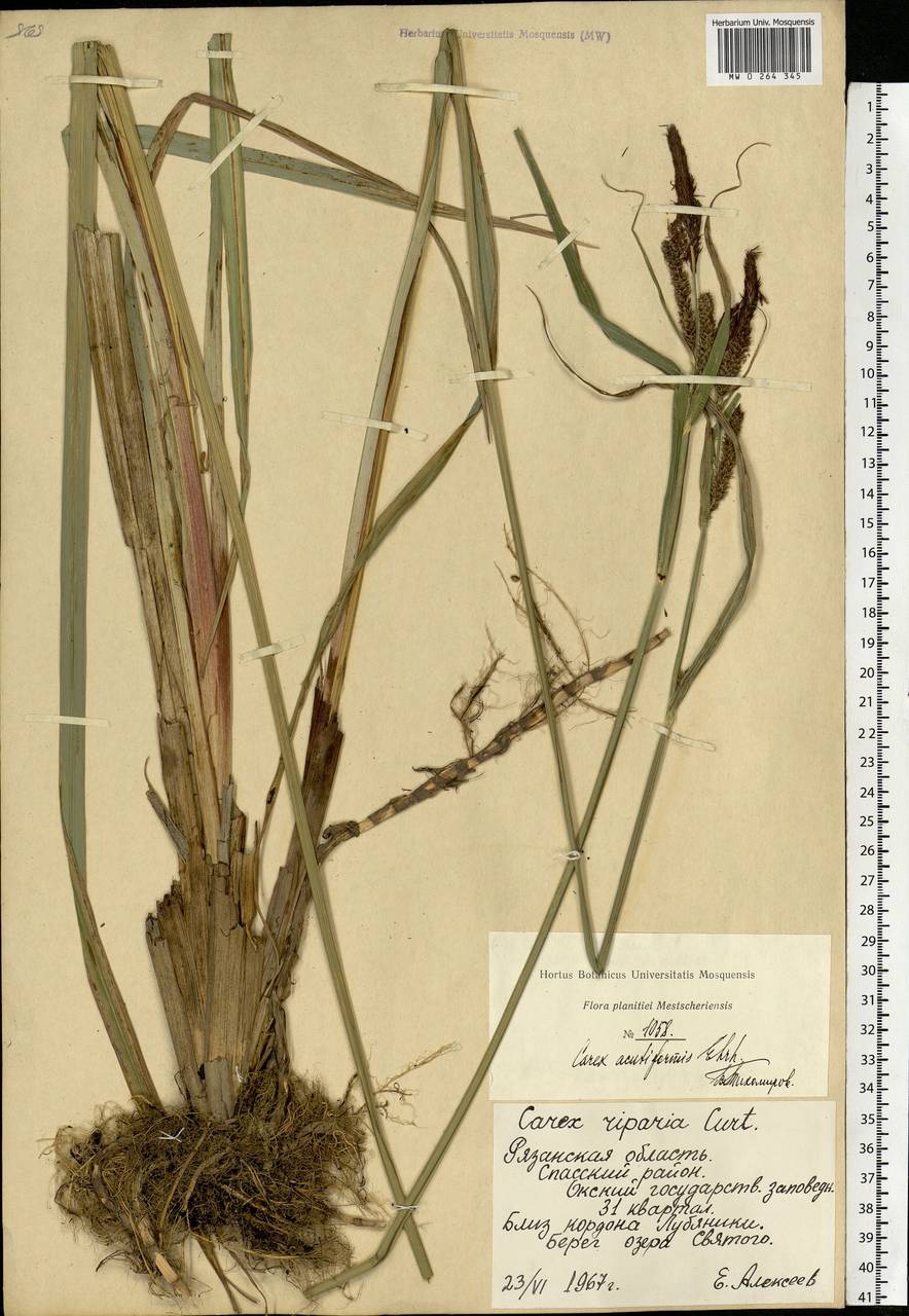 Carex acutiformis Ehrh., Eastern Europe, Central region (E4) (Russia)