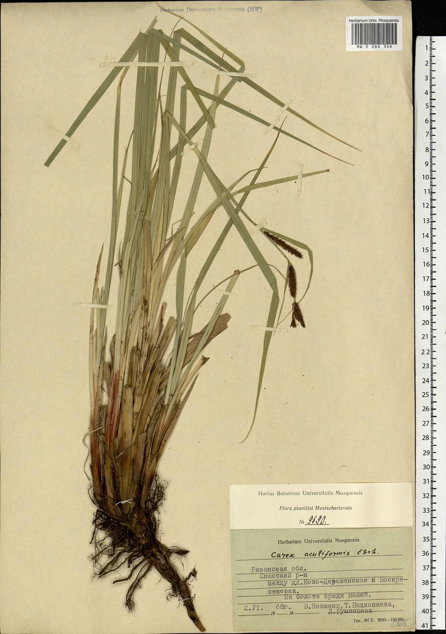 Carex acutiformis Ehrh., Eastern Europe, Central region (E4) (Russia)