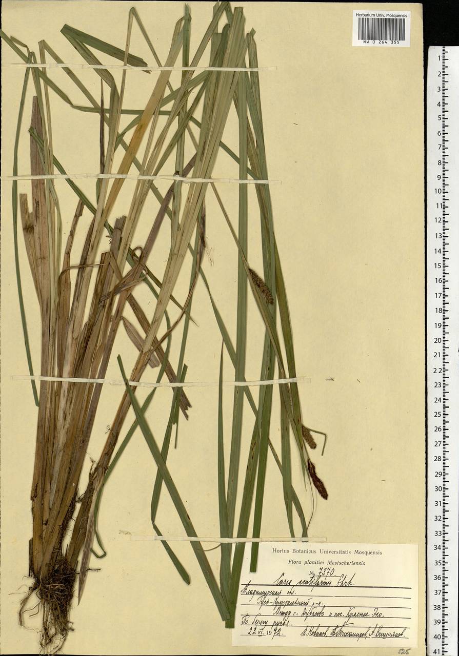 Carex acutiformis Ehrh., Eastern Europe, Central region (E4) (Russia)