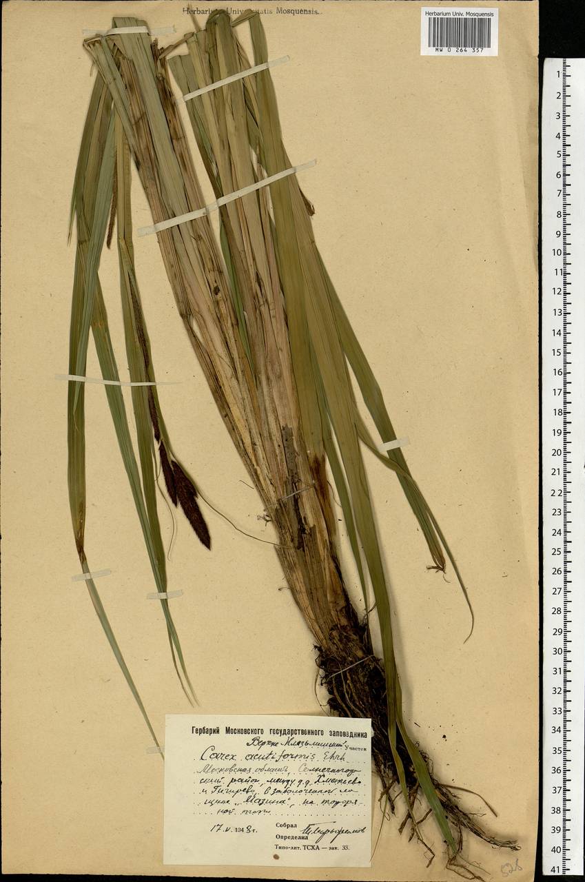 Carex acutiformis Ehrh., Eastern Europe, Moscow region (E4a) (Russia)