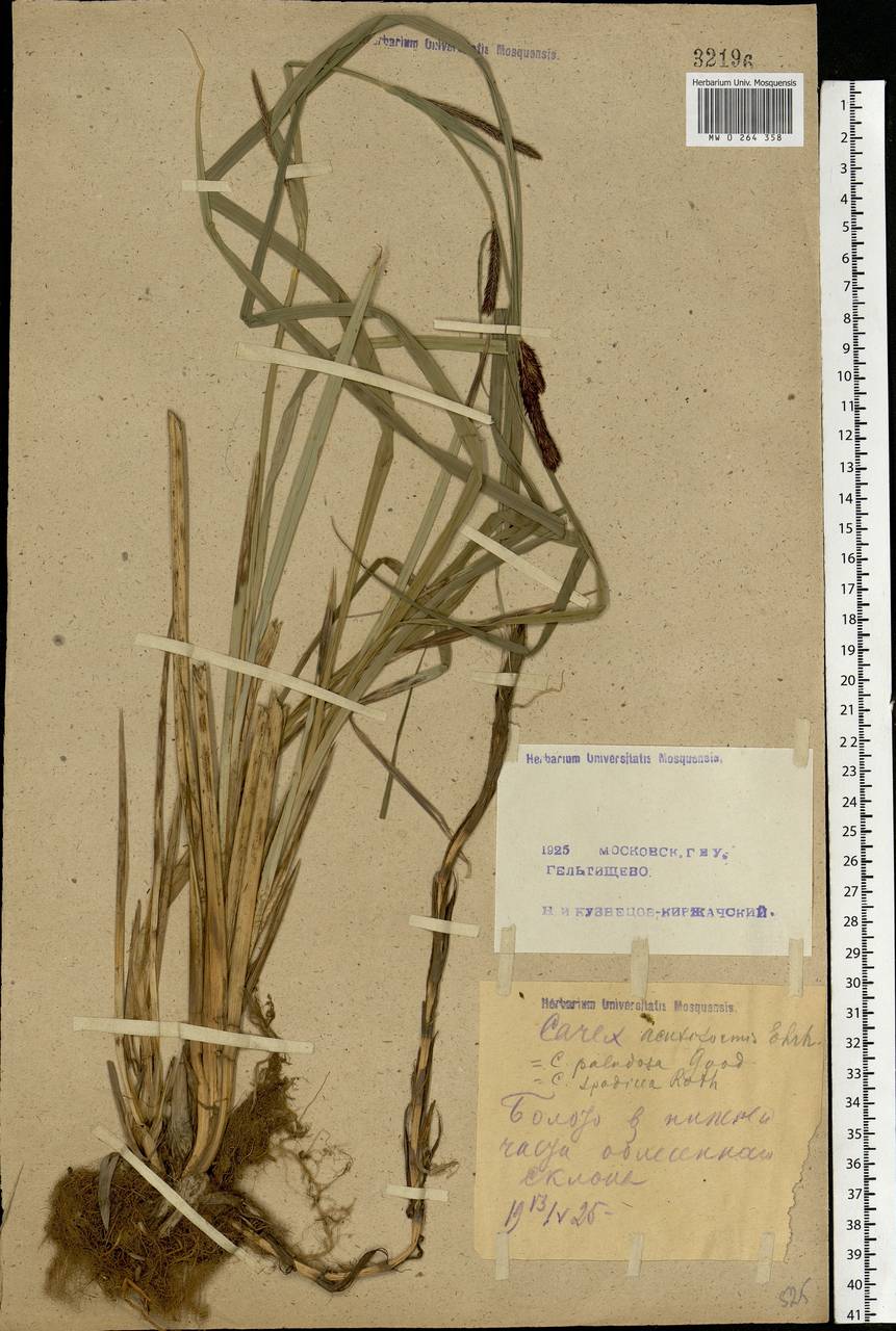 Carex acutiformis Ehrh., Eastern Europe, Moscow region (E4a) (Russia)