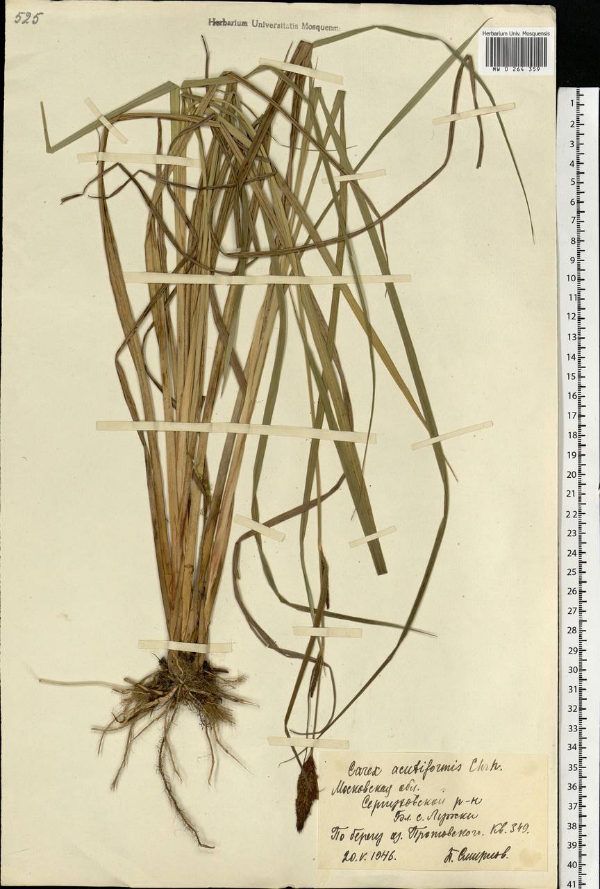 Carex acutiformis Ehrh., Eastern Europe, Moscow region (E4a) (Russia)