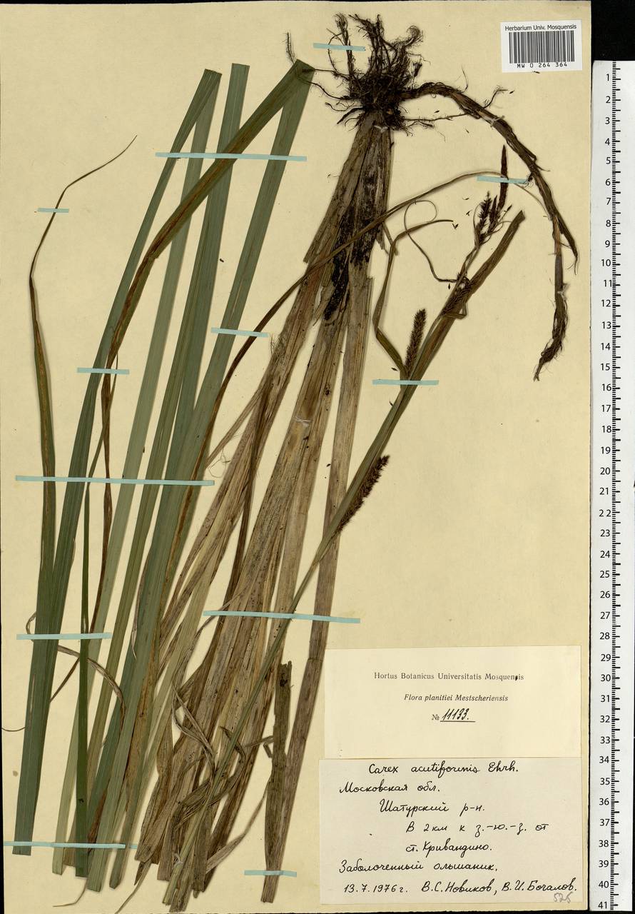 Carex acutiformis Ehrh., Eastern Europe, Moscow region (E4a) (Russia)