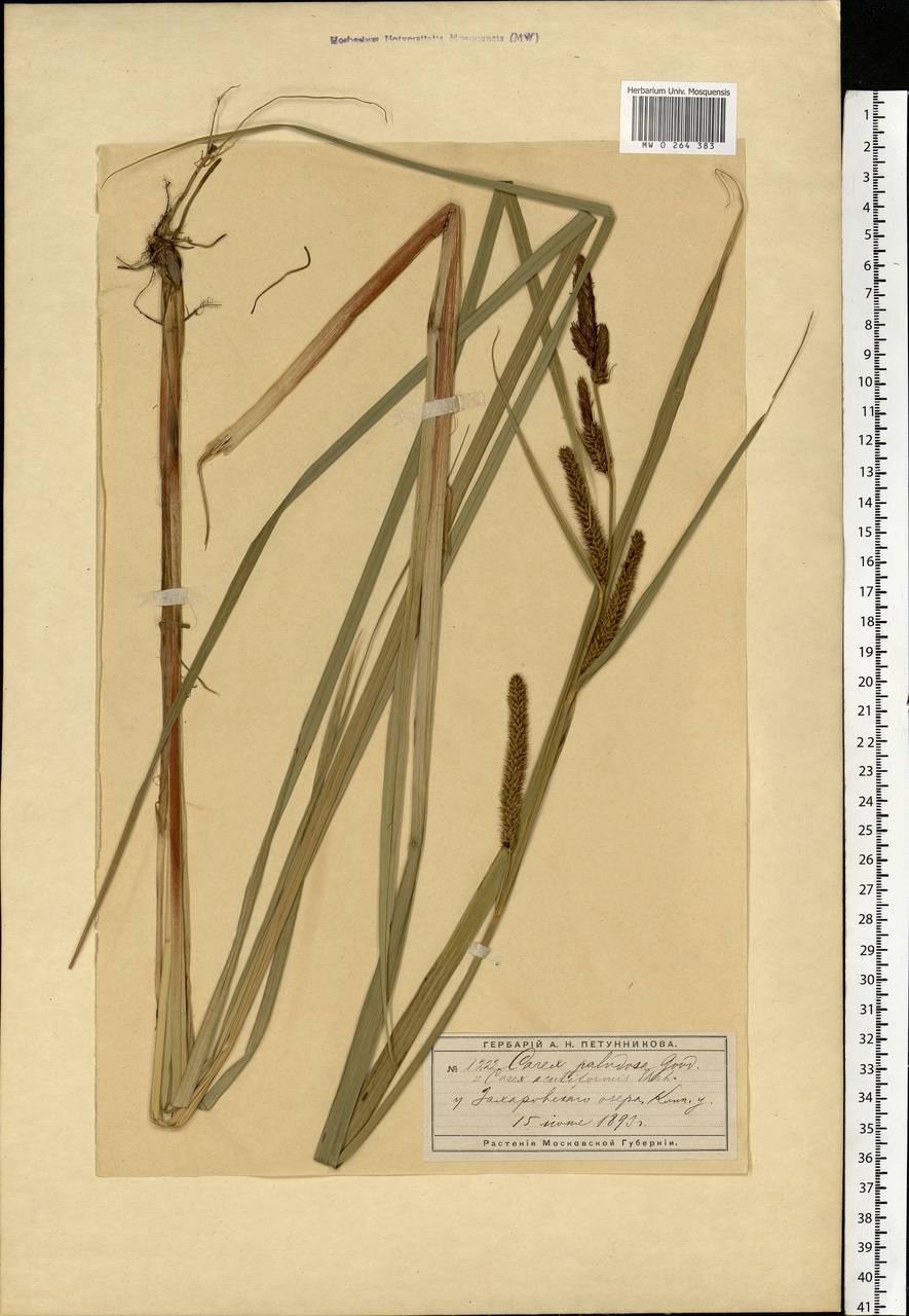 Carex acutiformis Ehrh., Eastern Europe, Moscow region (E4a) (Russia)