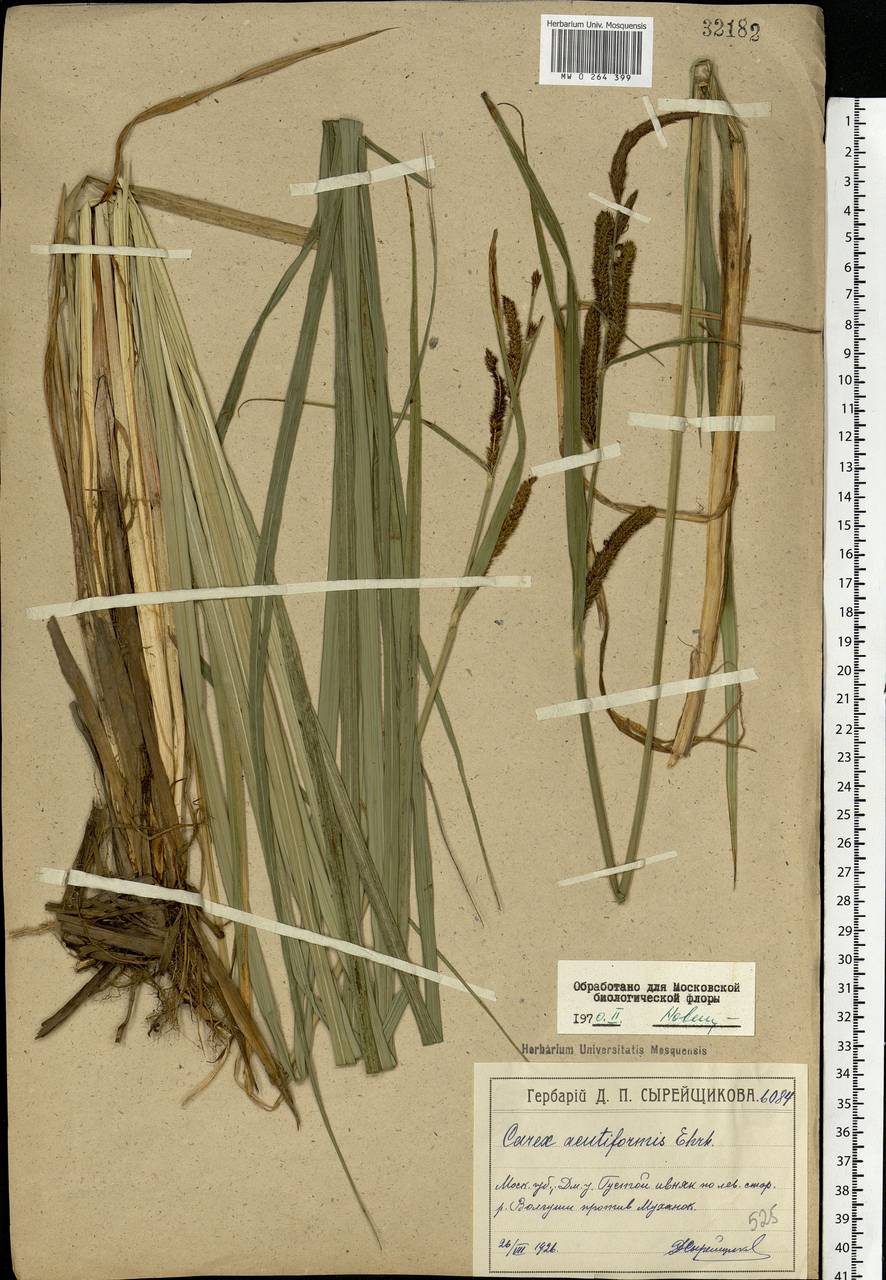 Carex acutiformis Ehrh., Eastern Europe, Moscow region (E4a) (Russia)