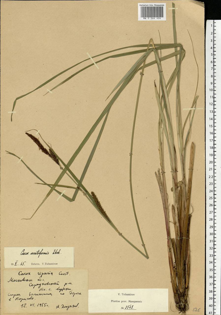 Carex acutiformis Ehrh., Eastern Europe, Moscow region (E4a) (Russia)