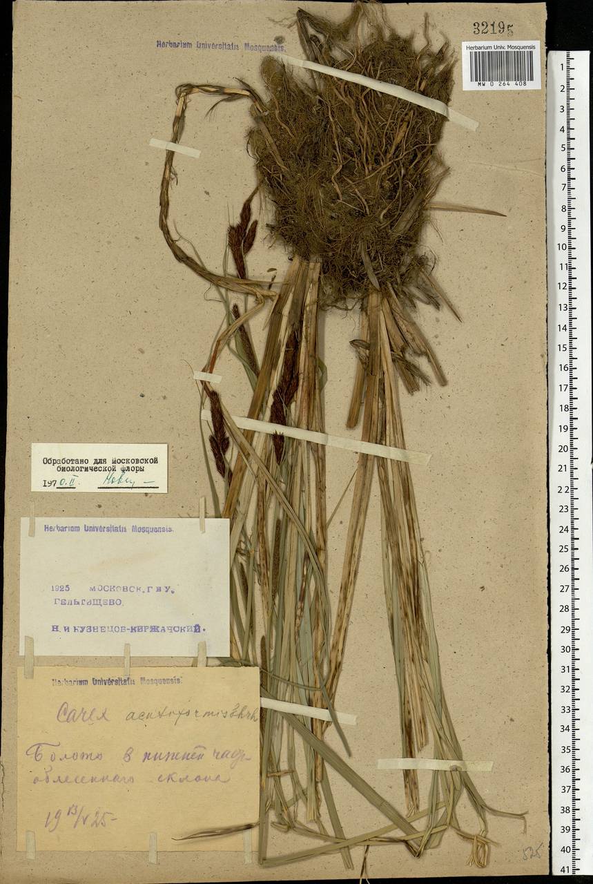 Carex acutiformis Ehrh., Eastern Europe, Moscow region (E4a) (Russia)