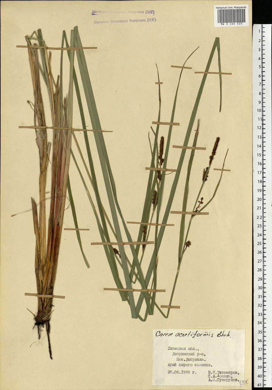 Carex acutiformis Ehrh., Eastern Europe, Central forest-and-steppe region (E6) (Russia)