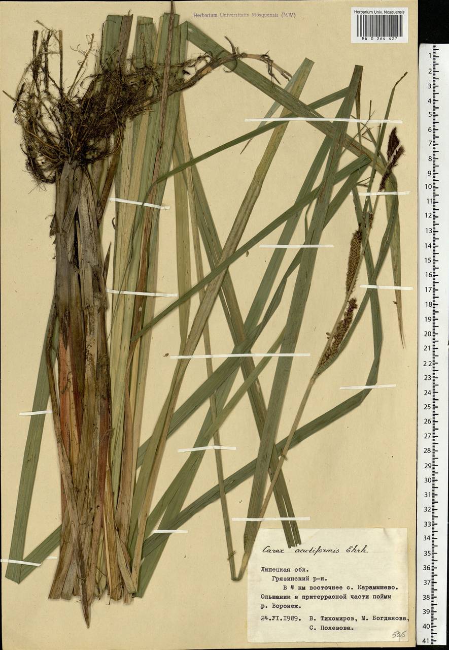 Carex acutiformis Ehrh., Eastern Europe, Central forest-and-steppe region (E6) (Russia)