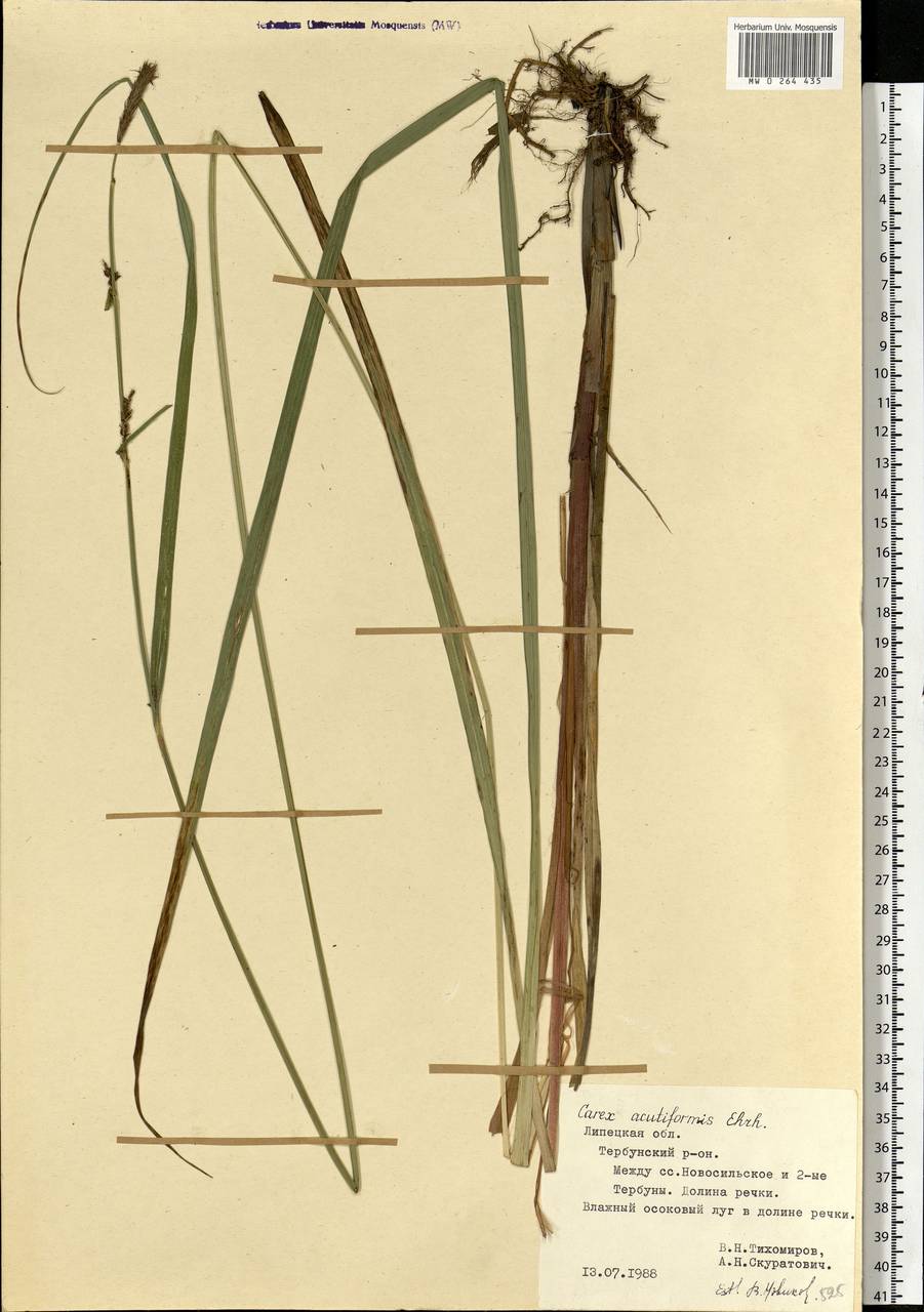 Carex acutiformis Ehrh., Eastern Europe, Central forest-and-steppe region (E6) (Russia)