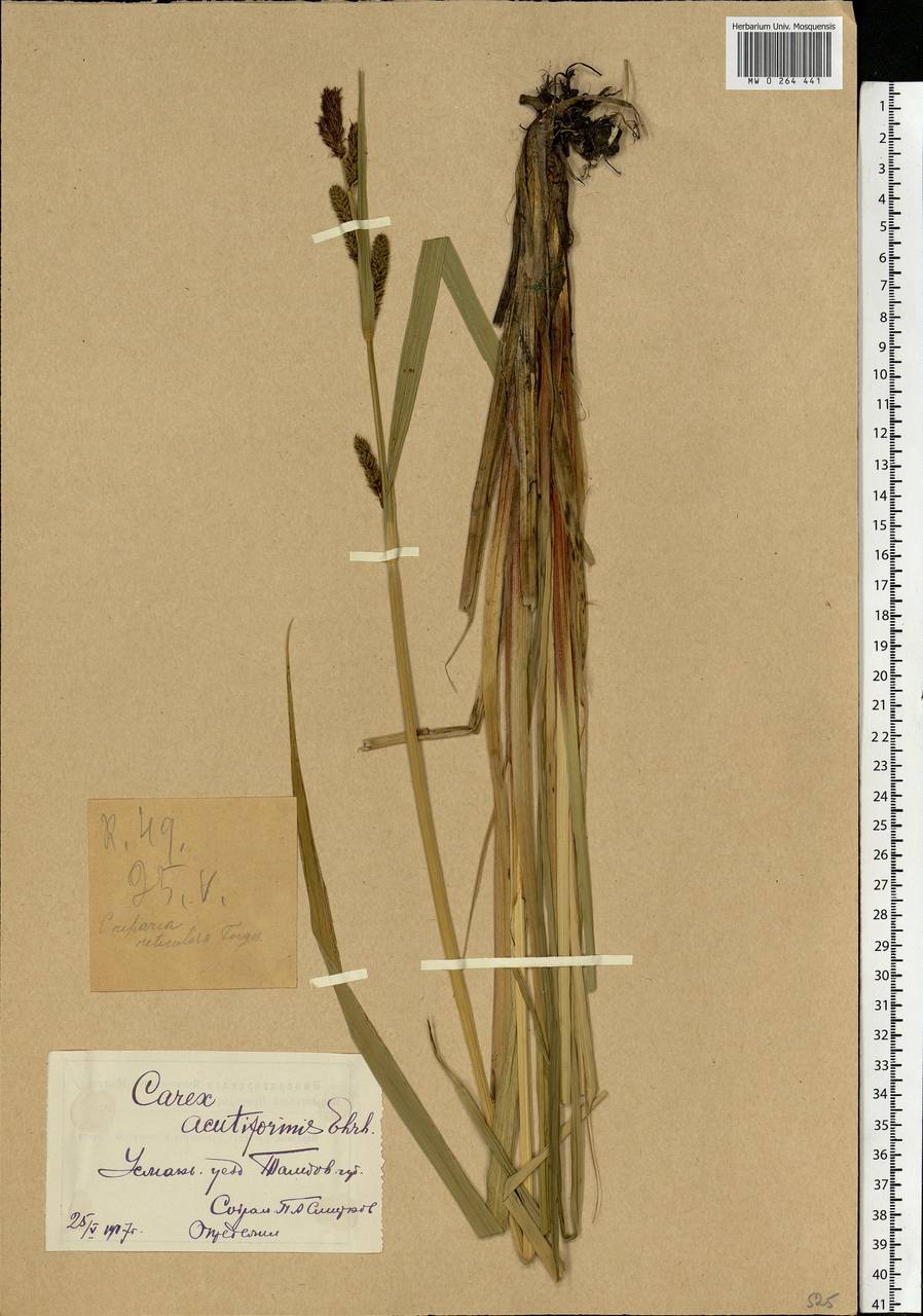 Carex acutiformis Ehrh., Eastern Europe, Central forest-and-steppe region (E6) (Russia)