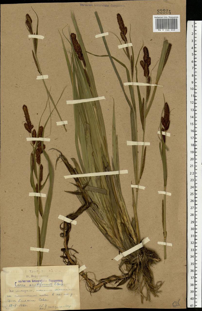 Carex acutiformis Ehrh., Eastern Europe, Central forest-and-steppe region (E6) (Russia)