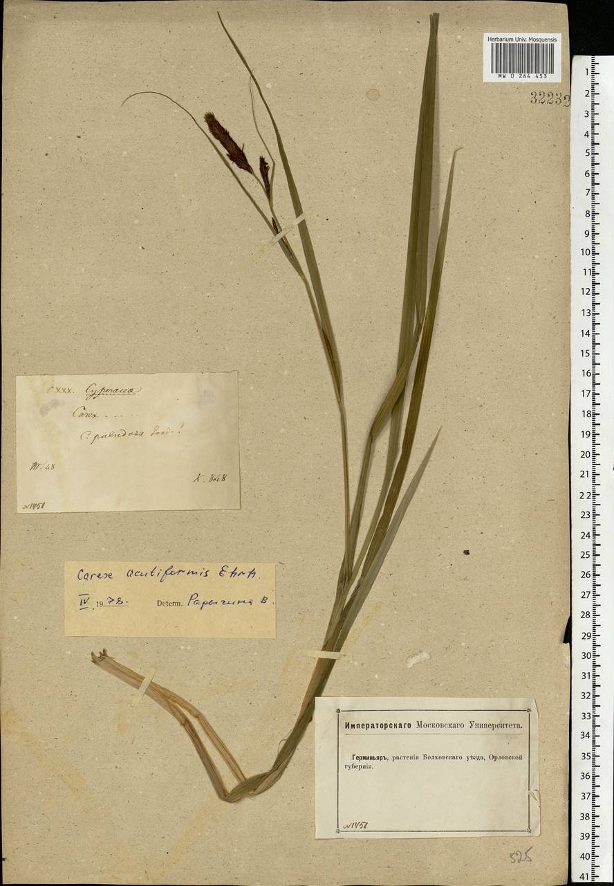 Carex acutiformis Ehrh., Eastern Europe, Central forest-and-steppe region (E6) (Russia)