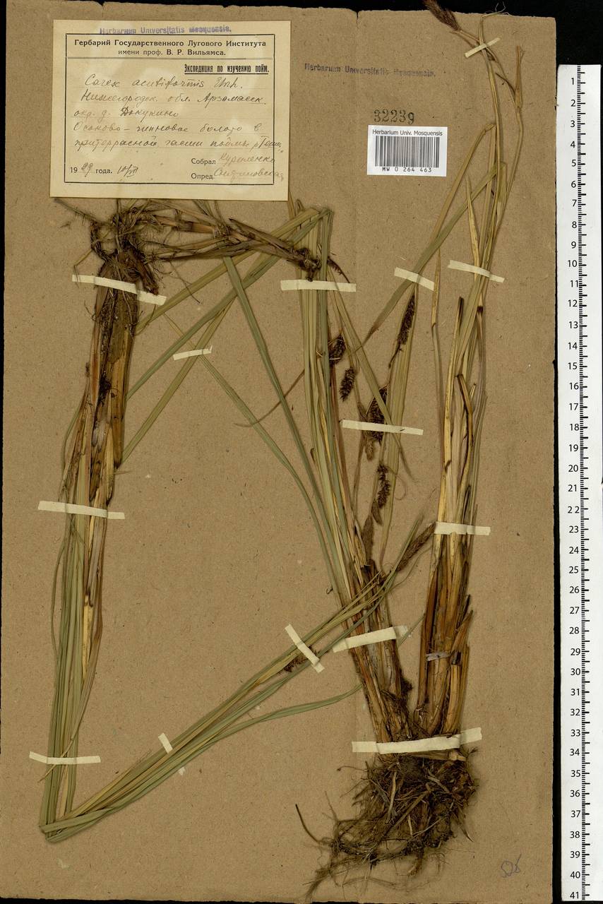Carex acutiformis Ehrh., Eastern Europe, Volga-Kama region (E7) (Russia)