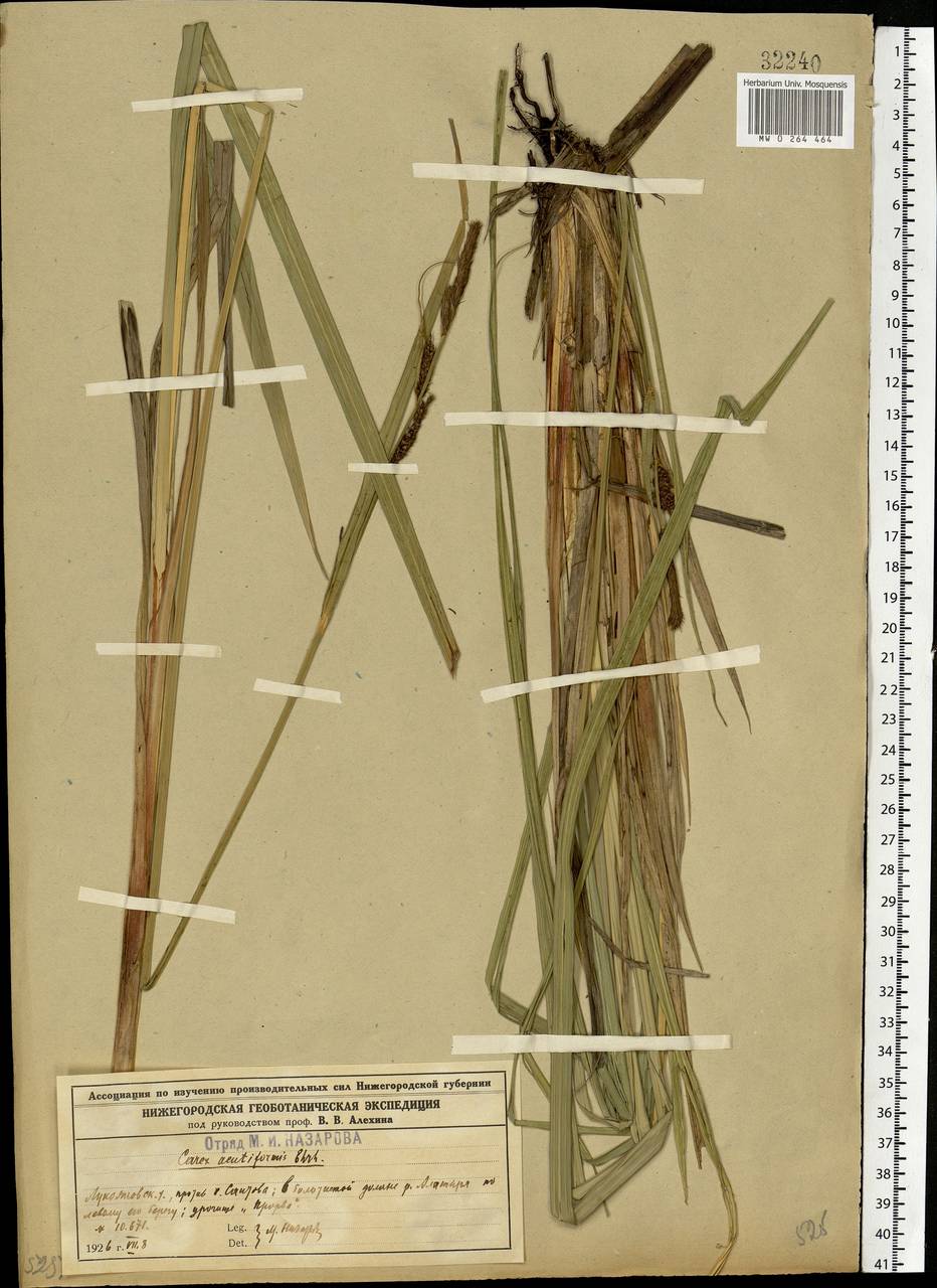 Carex acutiformis Ehrh., Eastern Europe, Volga-Kama region (E7) (Russia)