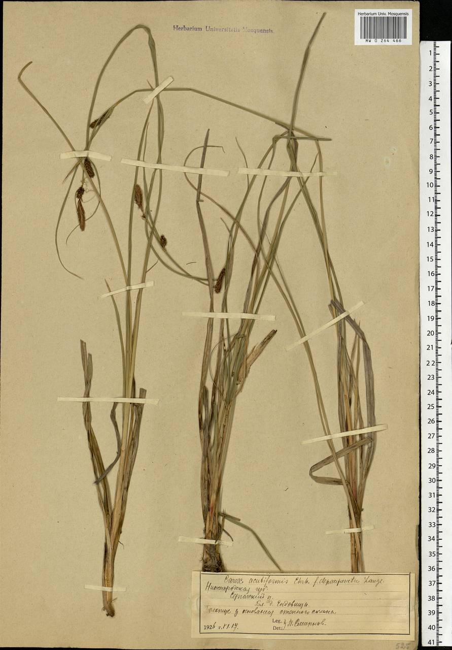 Carex acutiformis Ehrh., Eastern Europe, Volga-Kama region (E7) (Russia)
