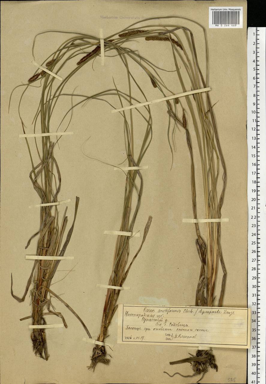 Carex acutiformis Ehrh., Eastern Europe, Volga-Kama region (E7) (Russia)
