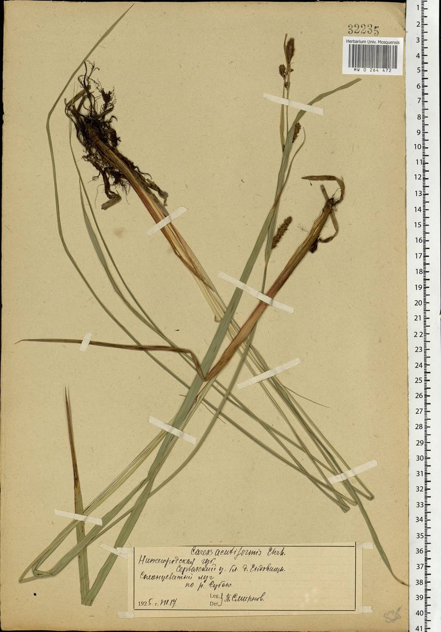Carex acutiformis Ehrh., Eastern Europe, Volga-Kama region (E7) (Russia)