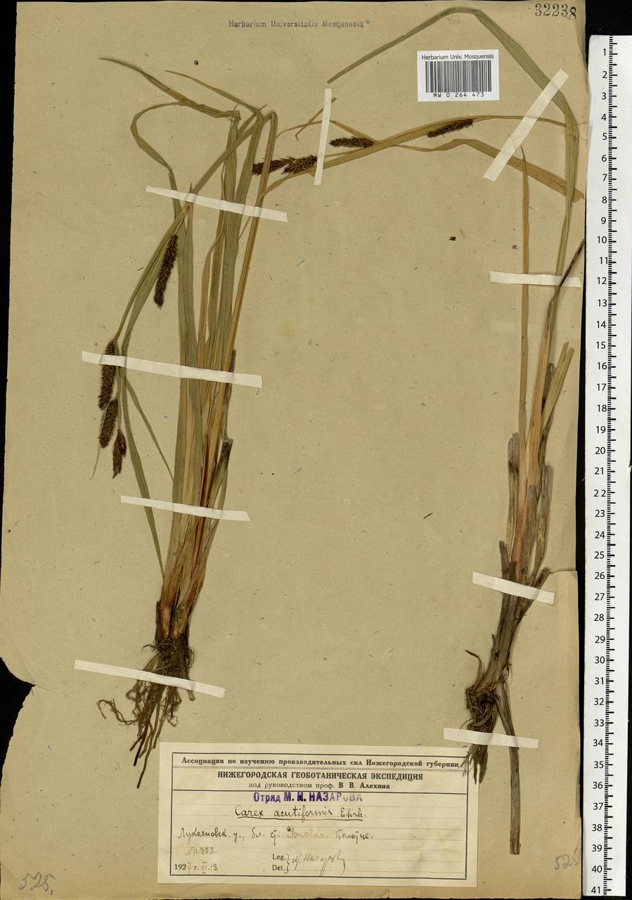 Carex acutiformis Ehrh., Eastern Europe, Volga-Kama region (E7) (Russia)