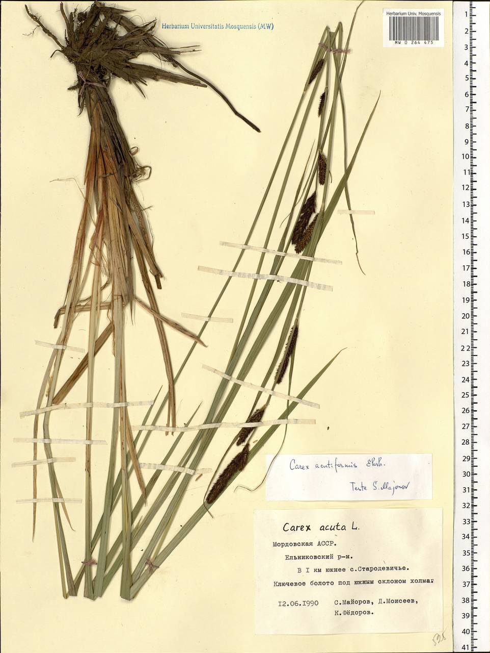 Carex acutiformis Ehrh., Eastern Europe, Middle Volga region (E8) (Russia)