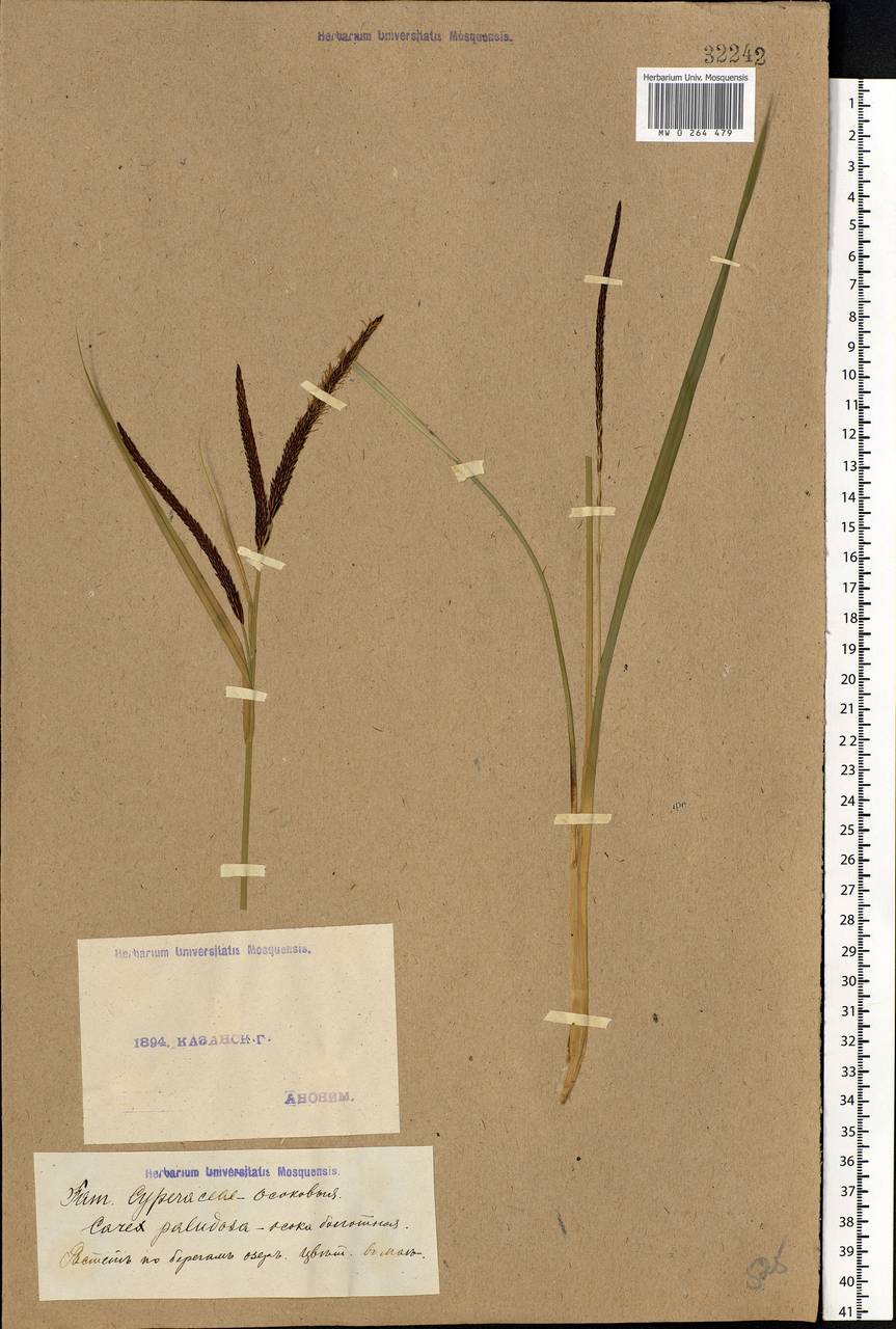 Carex acutiformis Ehrh., Eastern Europe, Middle Volga region (E8) (Russia)