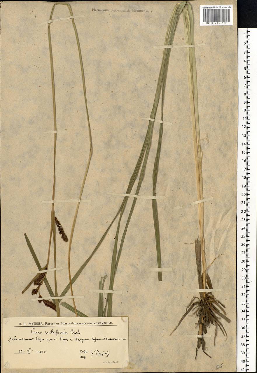 Carex acutiformis Ehrh., Eastern Europe, Lower Volga region (E9) (Russia)