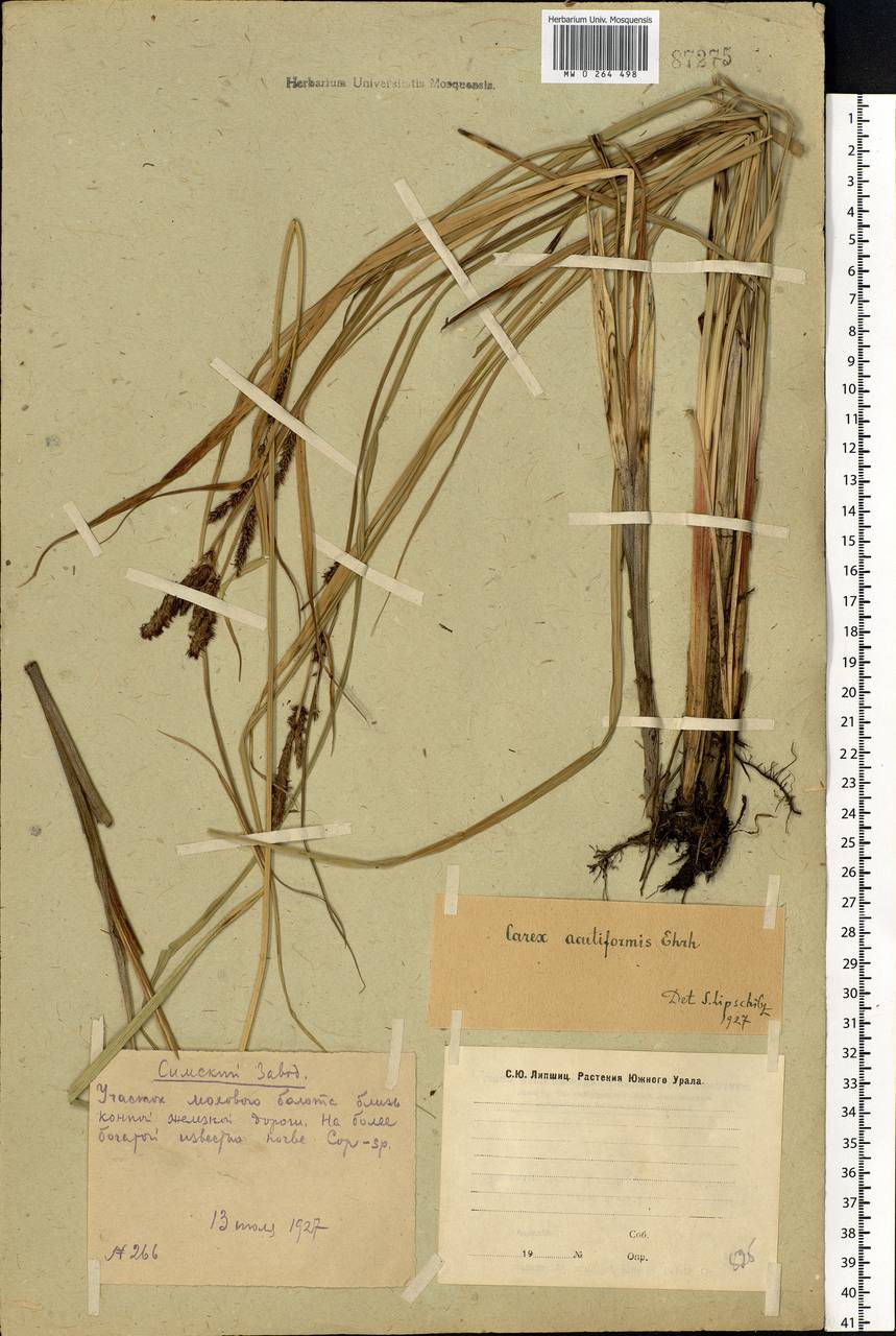 Carex acutiformis Ehrh., Eastern Europe, Eastern region (E10) (Russia)