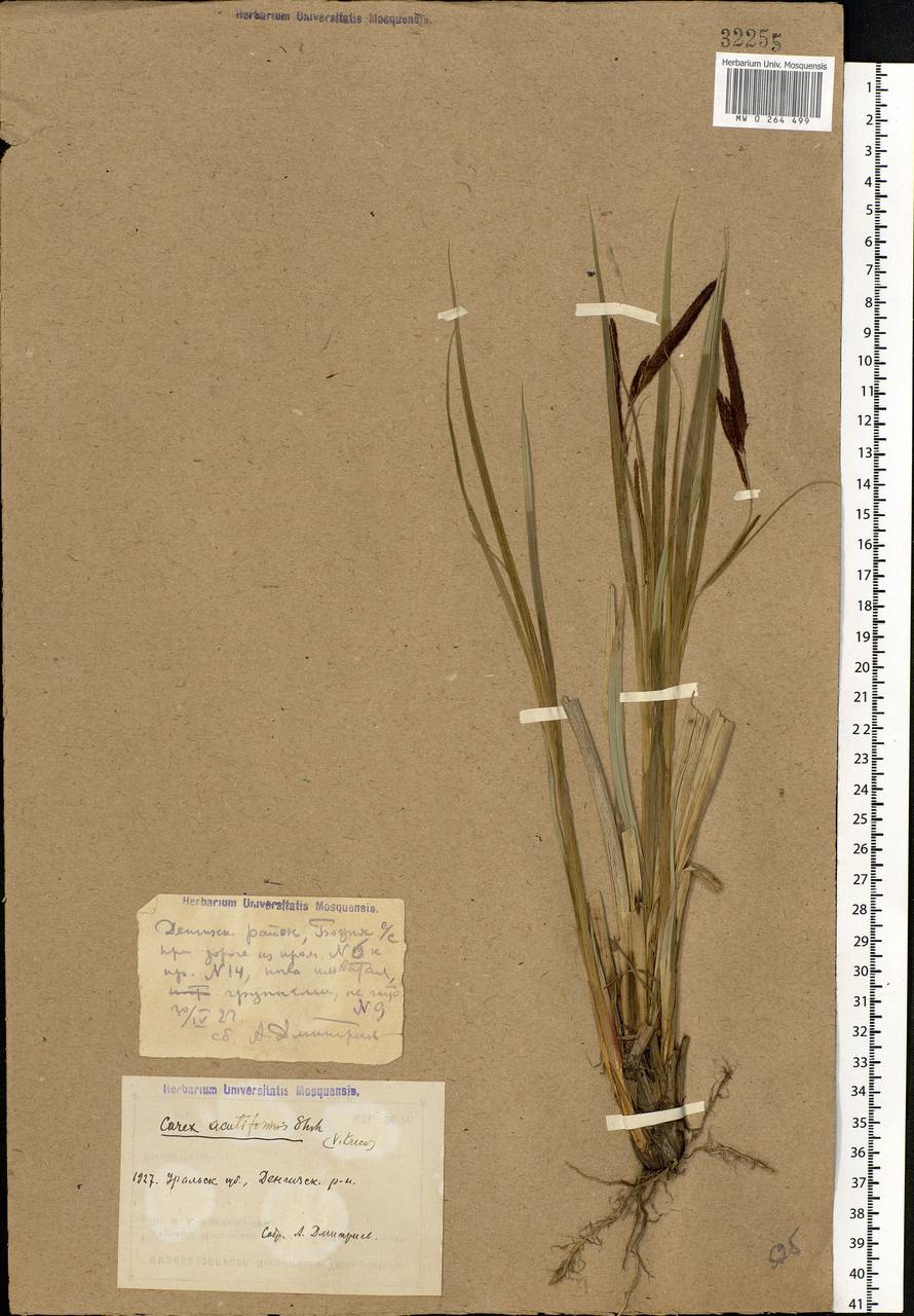 Carex acutiformis Ehrh., Middle Asia, Caspian Ustyurt & Northern Aralia (M8) (Kazakhstan)