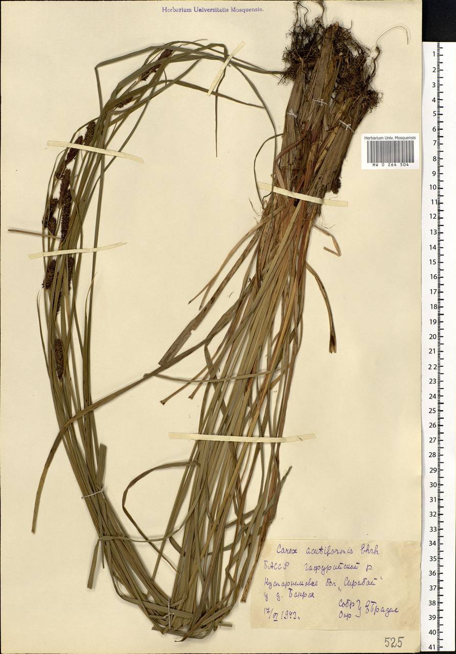 Carex acutiformis Ehrh., Eastern Europe, Eastern region (E10) (Russia)