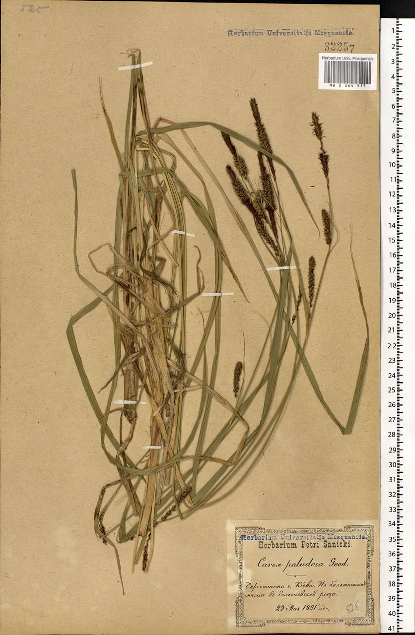 Carex acutiformis Ehrh., Eastern Europe, North Ukrainian region (E11) (Ukraine)