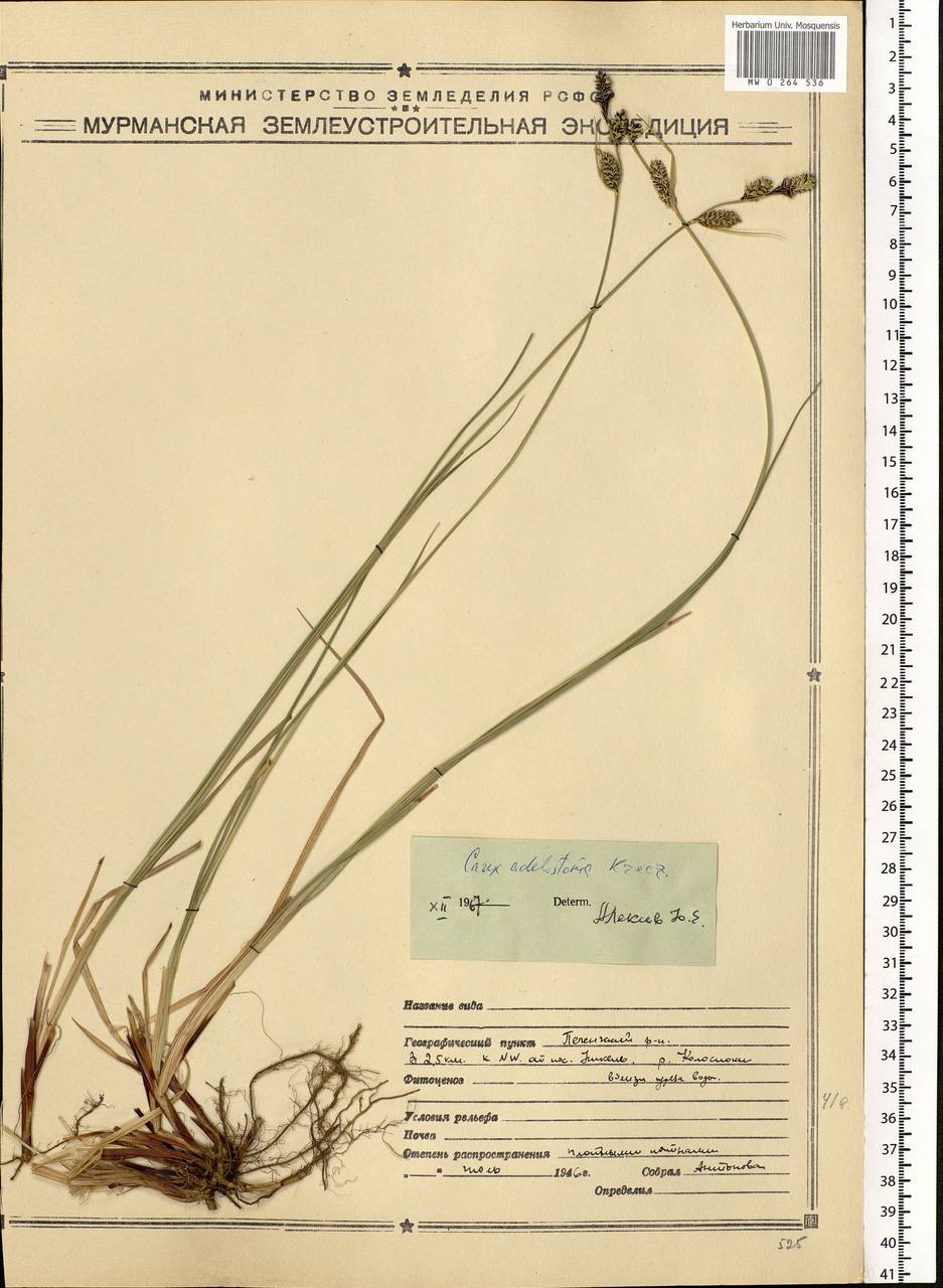 Carex adelostoma V.I.Krecz., Eastern Europe, Northern region (E1) (Russia)