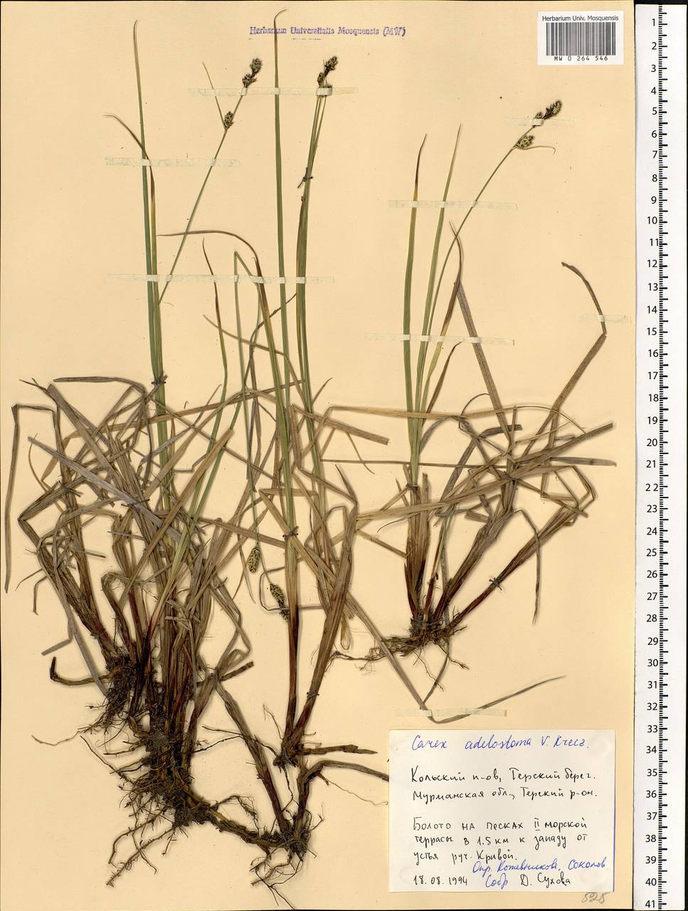 Carex adelostoma V.I.Krecz., Eastern Europe, Northern region (E1) (Russia)