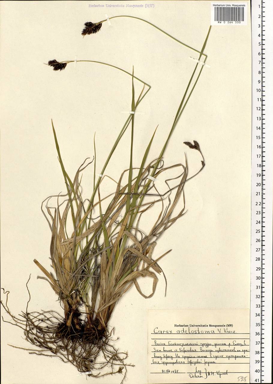 Carex adelostoma V.I.Krecz., Eastern Europe, Northern region (E1) (Russia)