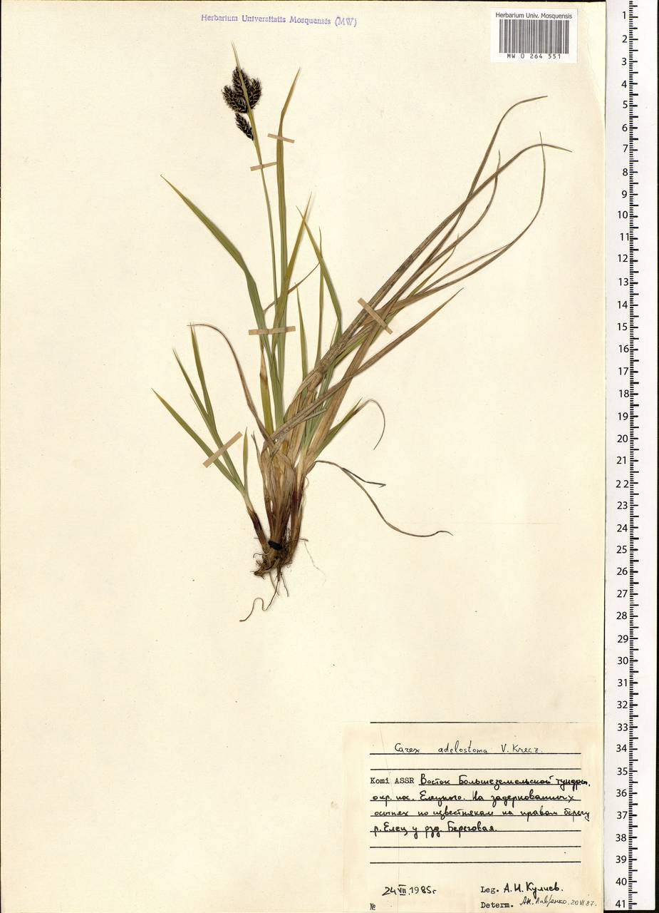 Carex adelostoma V.I.Krecz., Eastern Europe, Northern region (E1) (Russia)