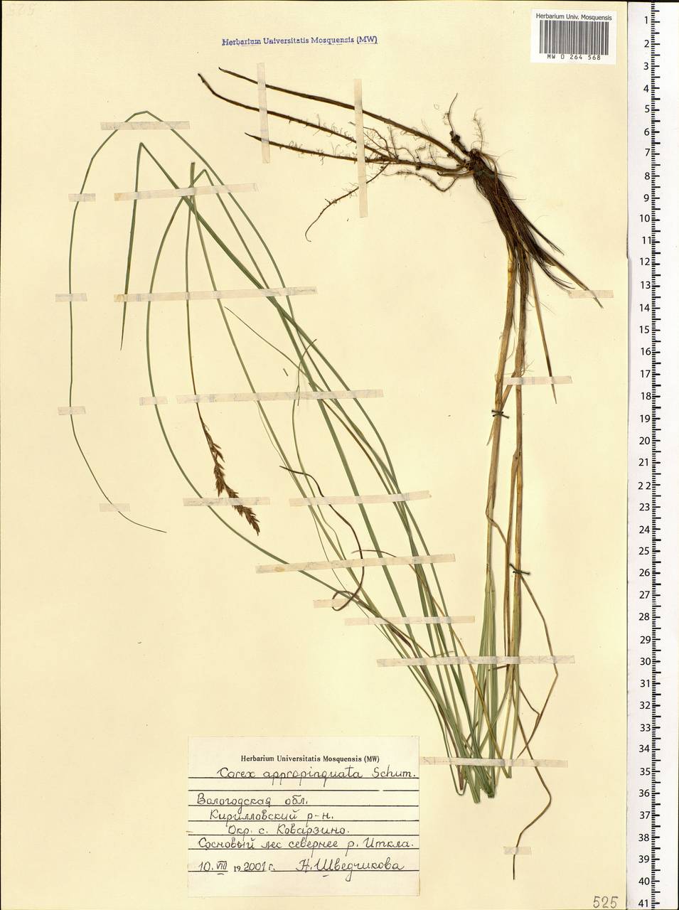 Carex appropinquata Schumach., Eastern Europe, Northern region (E1) (Russia)