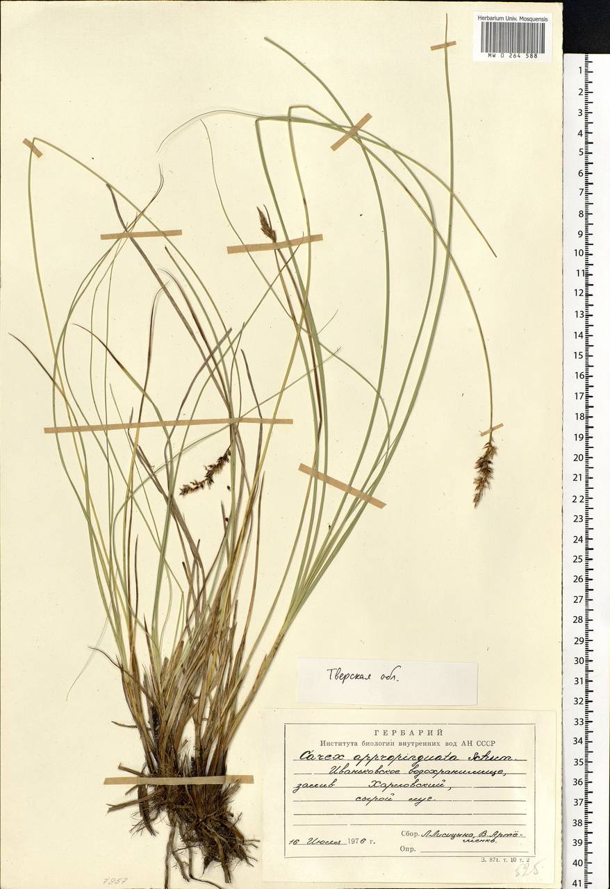 Carex appropinquata Schumach., Eastern Europe, North-Western region (E2) (Russia)