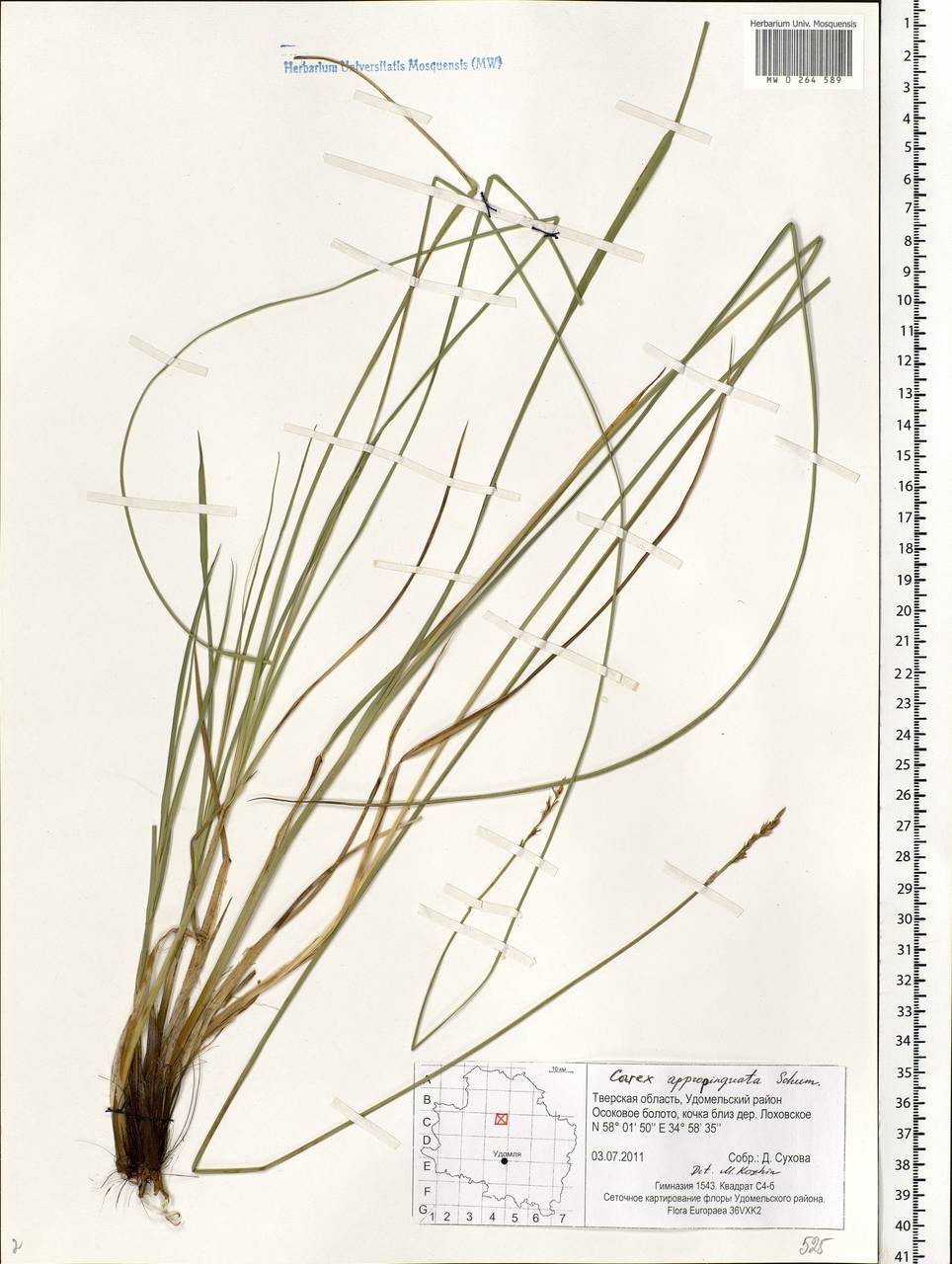 Carex appropinquata Schumach., Eastern Europe, North-Western region (E2) (Russia)