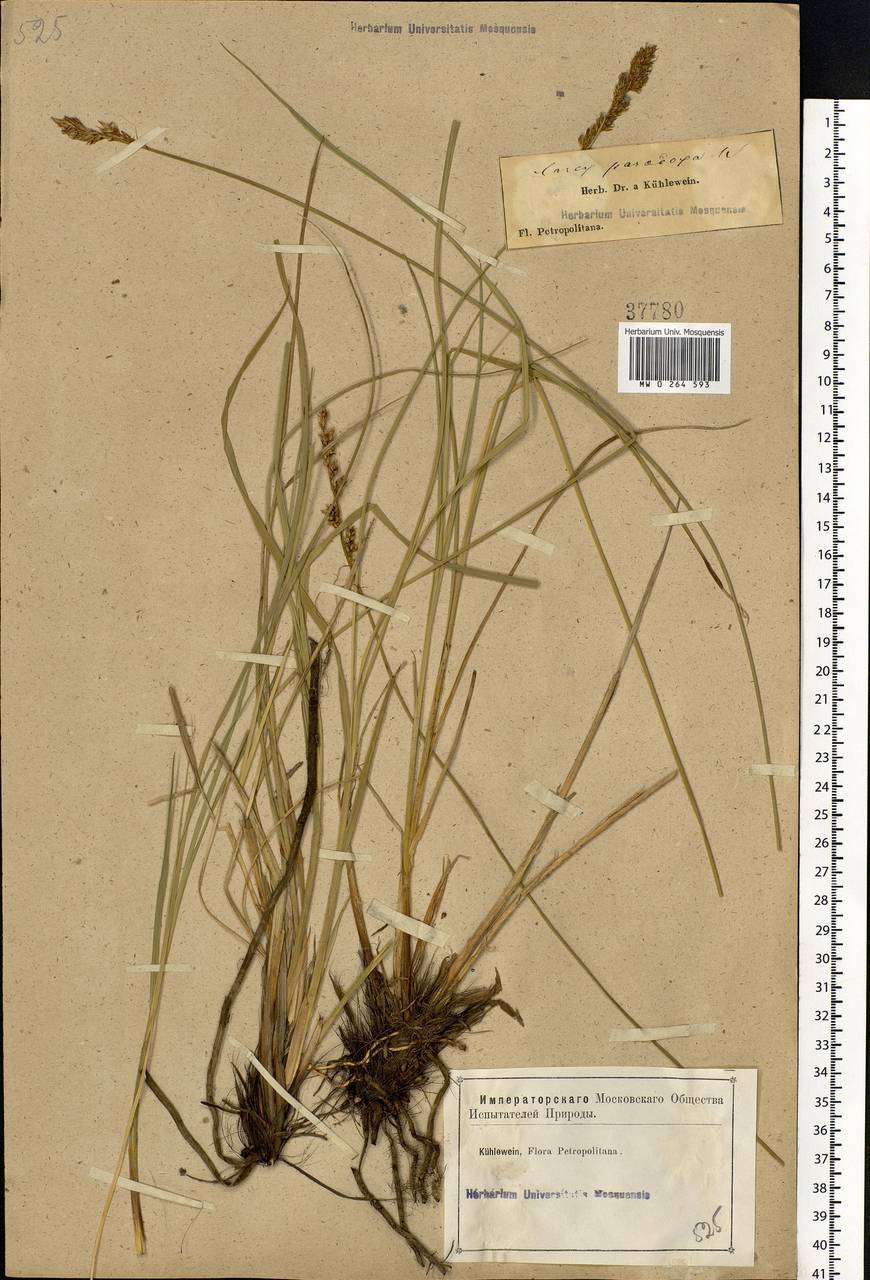Carex appropinquata Schumach., Eastern Europe, North-Western region (E2) (Russia)