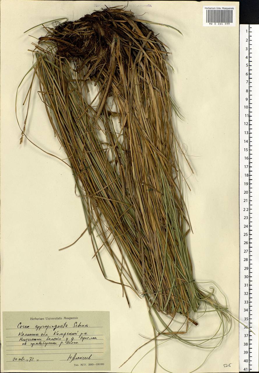 Carex appropinquata Schumach., Eastern Europe, North-Western region (E2) (Russia)