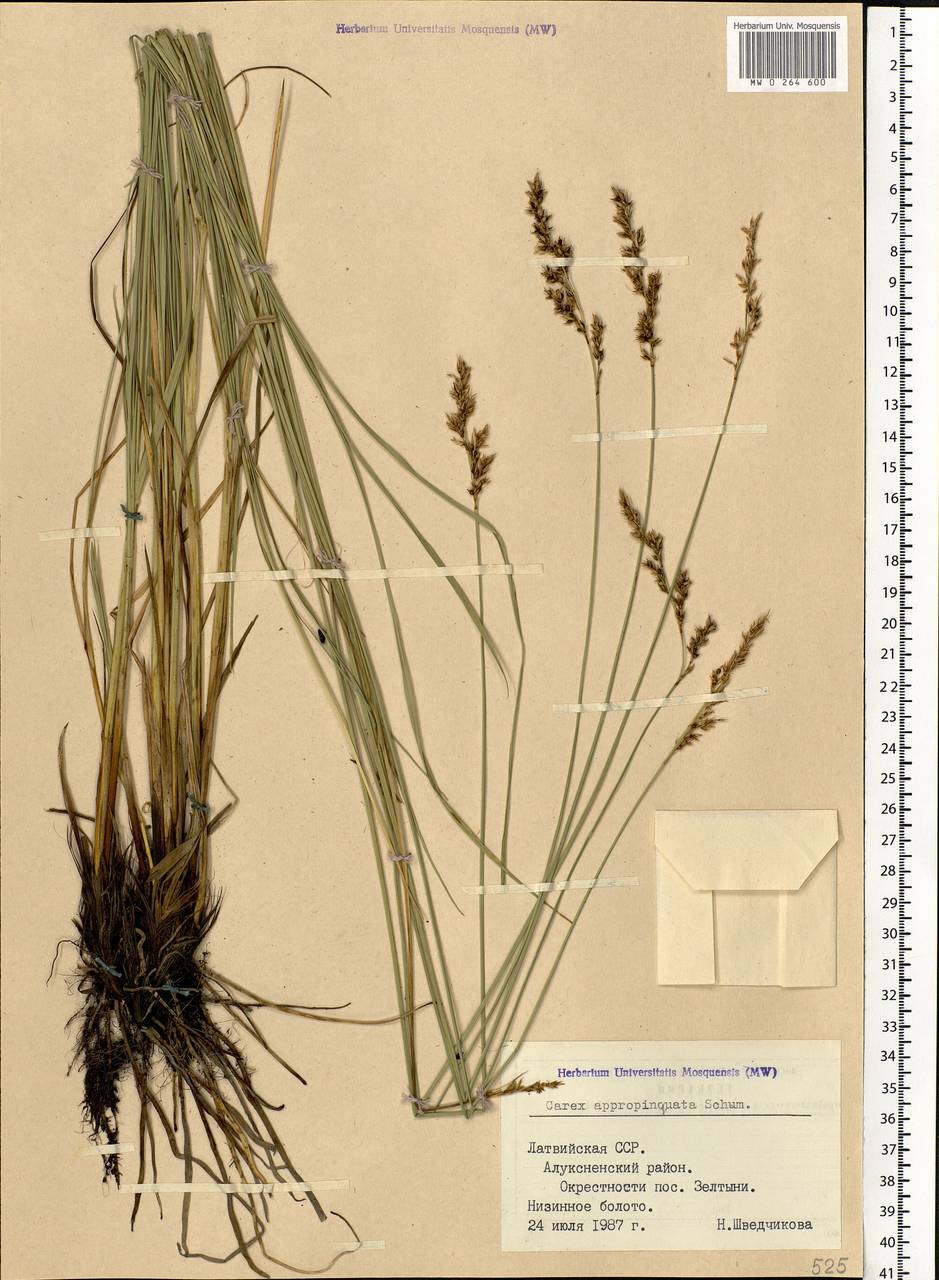 Carex appropinquata Schumach., Eastern Europe, Latvia (E2b) (Latvia)