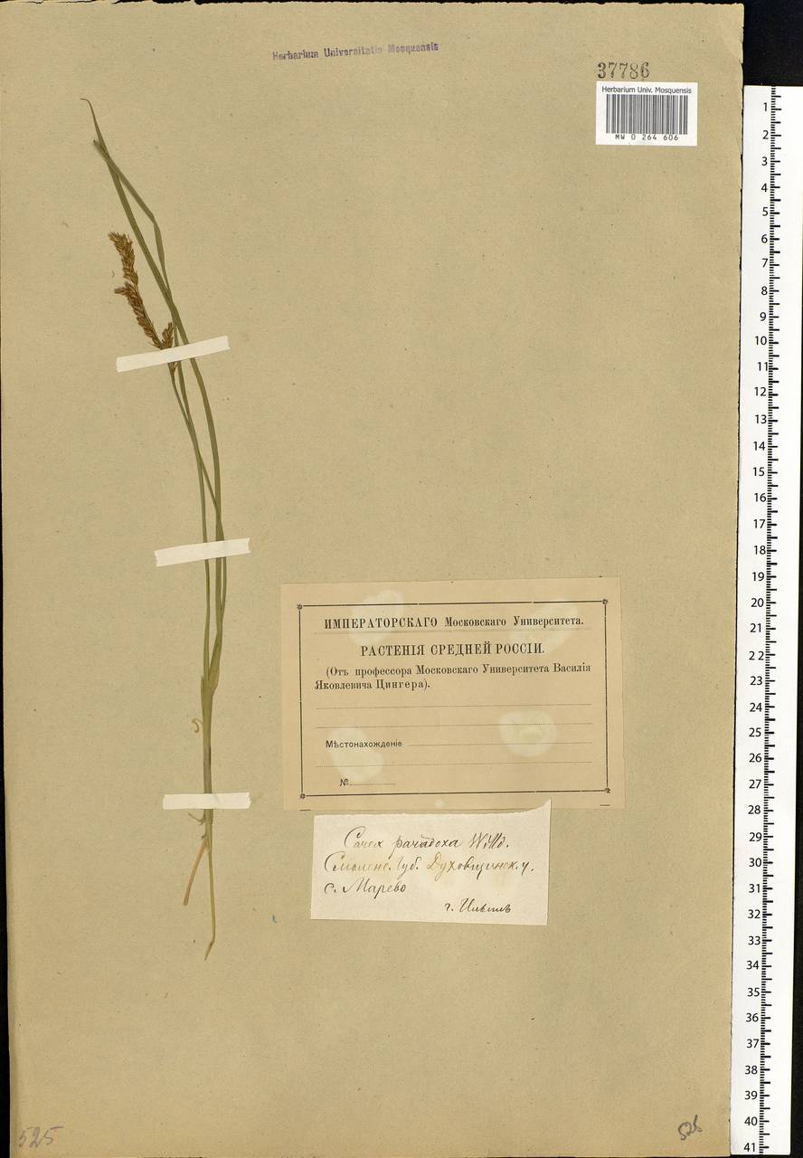 Carex appropinquata Schumach., Eastern Europe, Western region (E3) (Russia)