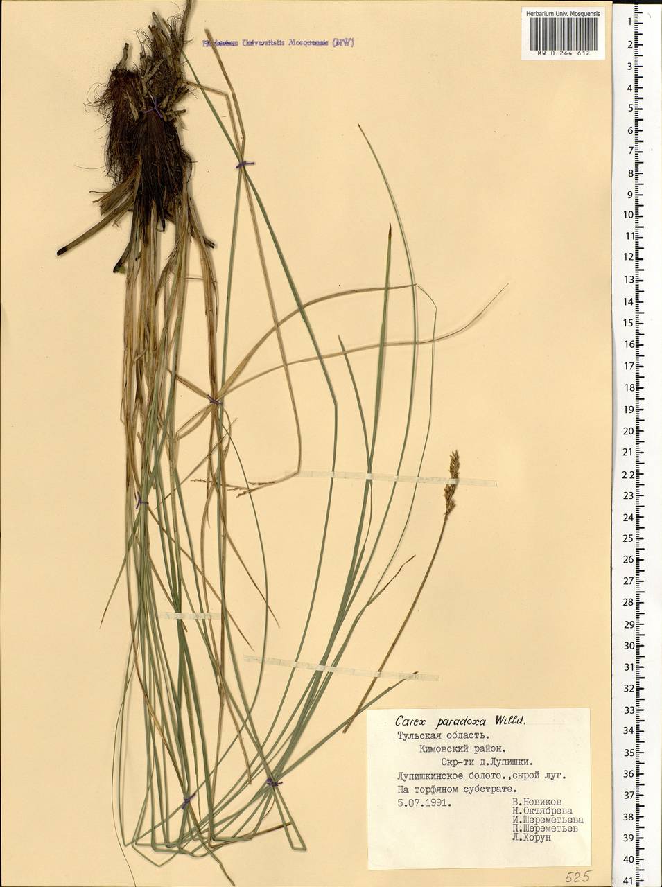 Carex appropinquata Schumach., Eastern Europe, Central region (E4) (Russia)