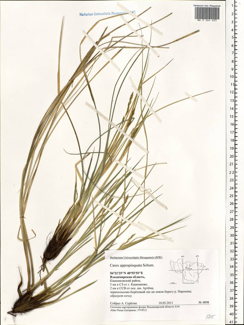 Carex appropinquata Schumach., Eastern Europe, Central region (E4) (Russia)